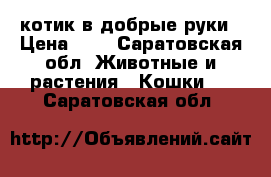 котик в добрые руки › Цена ­ 1 - Саратовская обл. Животные и растения » Кошки   . Саратовская обл.